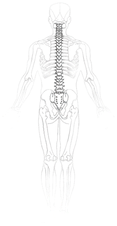 Wirbels&auml;ule und Nervenbahnen